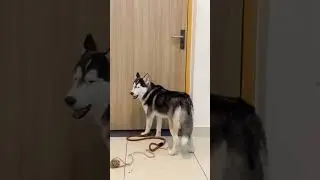 #when the owner is not with the pet#trying to open  the door 😃