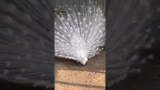 safed mor white peacock