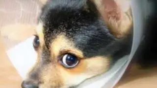 Kingdom Animal Hospital  Bryan TX