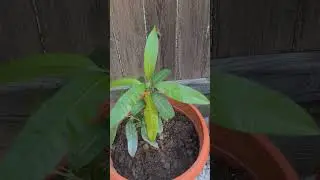 Will These Tropical Trees Grow In Zone 9 #Tropical Trees