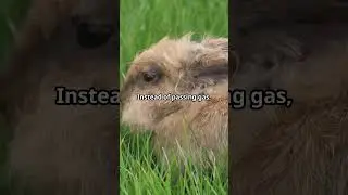 Rabbits can't fart? #facts #nature #curiosity #wildlife #funny #animals