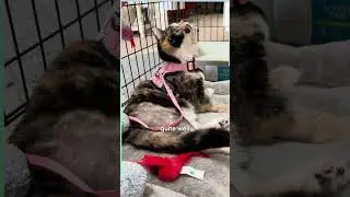 Snicker's The Smiling Cat Has a Story As Inspiring As Her Grin!