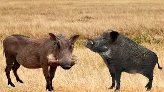 Are Warthogs Related to Pigs! Evolutionary Insights Revealed!