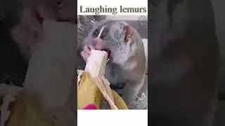 I couldn't stop watching this/ Lemur everything Banana