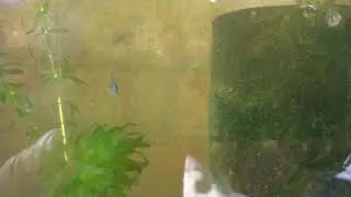 Geophagus Braziliensis - Car&aacute;
