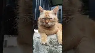 Oyen Si Kucing Keren! Pose & Aksi Gemesin yang Bikin Meleleh ❤️🐱