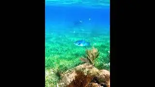 Coralscape of coral reef #underseaworld #mundosubmarino #coralreef #coralscape