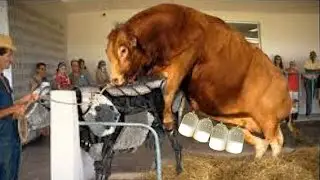 Farm DIY 2025 🚜 Pretty Girl Farming | Cow Milking 🐄 & Hoof Cure | Modern Agriculture Life