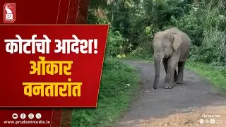 HC Orders Elephant &lsquo;OMKAR&rsquo; To Be Shifted To Vantara Animal Care Centre