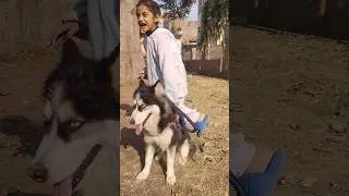 Sylvia Adopted New Pet ❤️#husky #pets#doglover#puppy