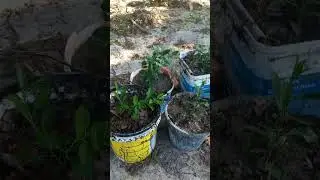 Mais  um vídeo na roça 
