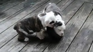 8 Week old English Bulldog Puppies Playing, For Sale