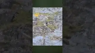 The eagle attacked but could not hold back the goat.
