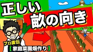 【家庭菜園始め方】正しい畝の方向と野菜作りを失敗しないための畝の向きによる日あたりについて解説【アニメでわかる家庭菜園・ガーデニング】