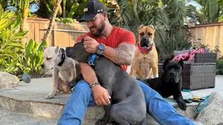 Meet My Cane Corsos Pack + Nugget the Toy Poodle! | Dogs With Attitude (DWA) Intro