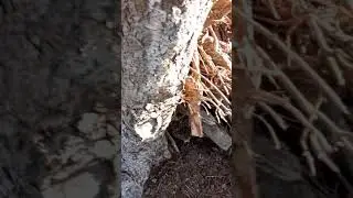 Making Glue From Sap Part 1