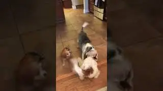 Our Beagle versus baby Cavapoo and one year old Cavapoo.