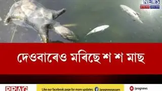 100s of fish and turtle died in Deepar Beel
