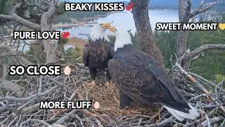 IS EGG TIME CLOSE? 👀 JACKIE PANCAKES LONGER + SWEET BEAKY KISSES! FOBBVCAM 1.21.26