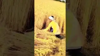गेंहू काटव  नही सईयां करेले रही फेसियल #khetibadi #khetibill #farming #trending #song #bhojpurisong