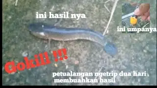 Casting Penuh Perjuangan Demi Mencari Sensasi Strike ||  Casting Gabus Klaten Lure SF Bufo
