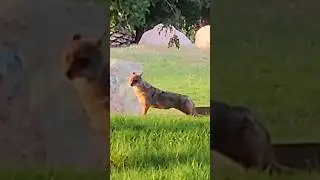 Warm up.   Coyote Army.  Animal Life #wildlife #animals #nature #animallife                 Разминка