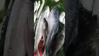 first time to see a huge Milkfish #fish  #viral  #oddlysatisfying  #shortvideo #bangus