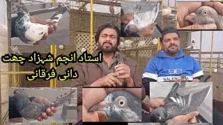 Shandar birds