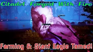 Farming & Giant Eagle Tamed! Citadel Forged With Fire Gameplay Ep-36