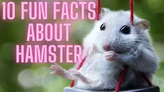 10 Fun Facts About Hamsters