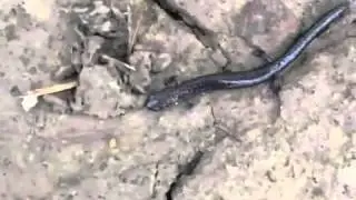 A S(nek)alamander Discovery
