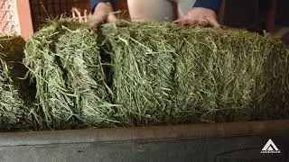 How @AndersonHayandGrain  Makes Premium Small Compressed Hay Bales | Same Hay, Different Format