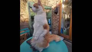 ginger white cat funny moments #cat #catlover