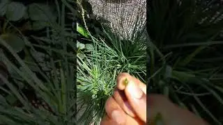 Antidote for swelling due to insect bite- Anseco Ep4
