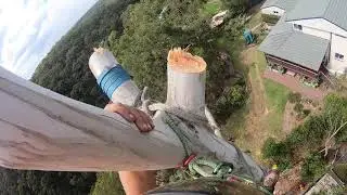 Large Gum Tree Removal