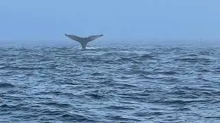 Bluefin Tuna, Sharks, Humpback Whales at the Regal Sword off of Chatham, MA