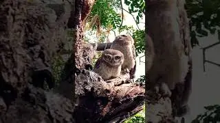 Wild Owls #youtubeshorts#shorts#viral#owl2021#owleye#owls#owl#tiktok