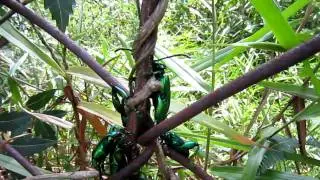 モモブトハムシ （Frog-legged leaf beetle)－4