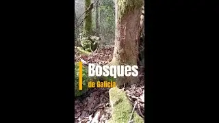 Bosques de Galicia | 🌲