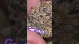 Garlicane (GMO x Slurricane)🔥 #shorts #reviews #thca