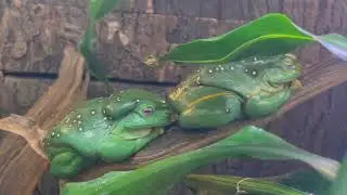 MAGNIFICENT TREE FROGS LEAF FISH TUNA CRAB JAPANESE SEA NETTLES AMPHIBIANS AQUARIUM OF THE PACIFIC 3