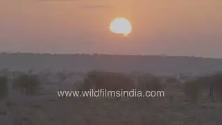 Soft golden light across Sudasari&rsquo;s semi-desert landscape