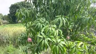 Fruit Punch Mango, Biodynamic top tier dessert Mangoes only at Frog Valley Tropical Fruit Farm