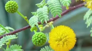 Babool: 5 incredible health benefits of this medicinal plant