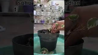 Berapa lama stek batang tumbuh akar?