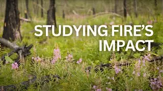 Wildfire Eco-Cultural Recovery Research Project with Doig River First Nation