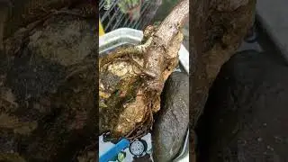 ficus nana bonsai on the rock #hobby #youtube #bonsai #youtuber #ideas #youtubeshorts #garden