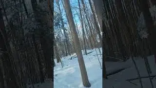 Mrs Peach's Walk Through the Woods PT 2!