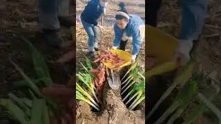 Green enion farming#shorts