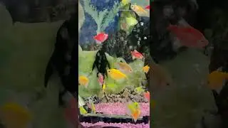 #dream #gaming #popular #pubgmobile #ai #motivation #shoot #fish #fishing